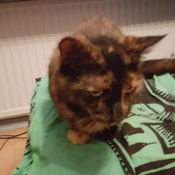 JohnDaffern2's tweet photo. Has anyone seen my cat Tallulah. She has been #missing since Wednesday evening. She is tiny and has 3 legs. Dales estate #LongEaton possible sighting ribblesdale #ng10
Thank you 😔
(copied) https://t.co/6FasjM5uwJ