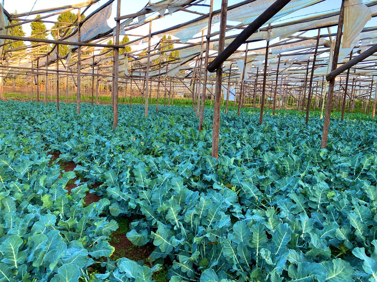 K on Twitter "Fresh Farm Dump 3"