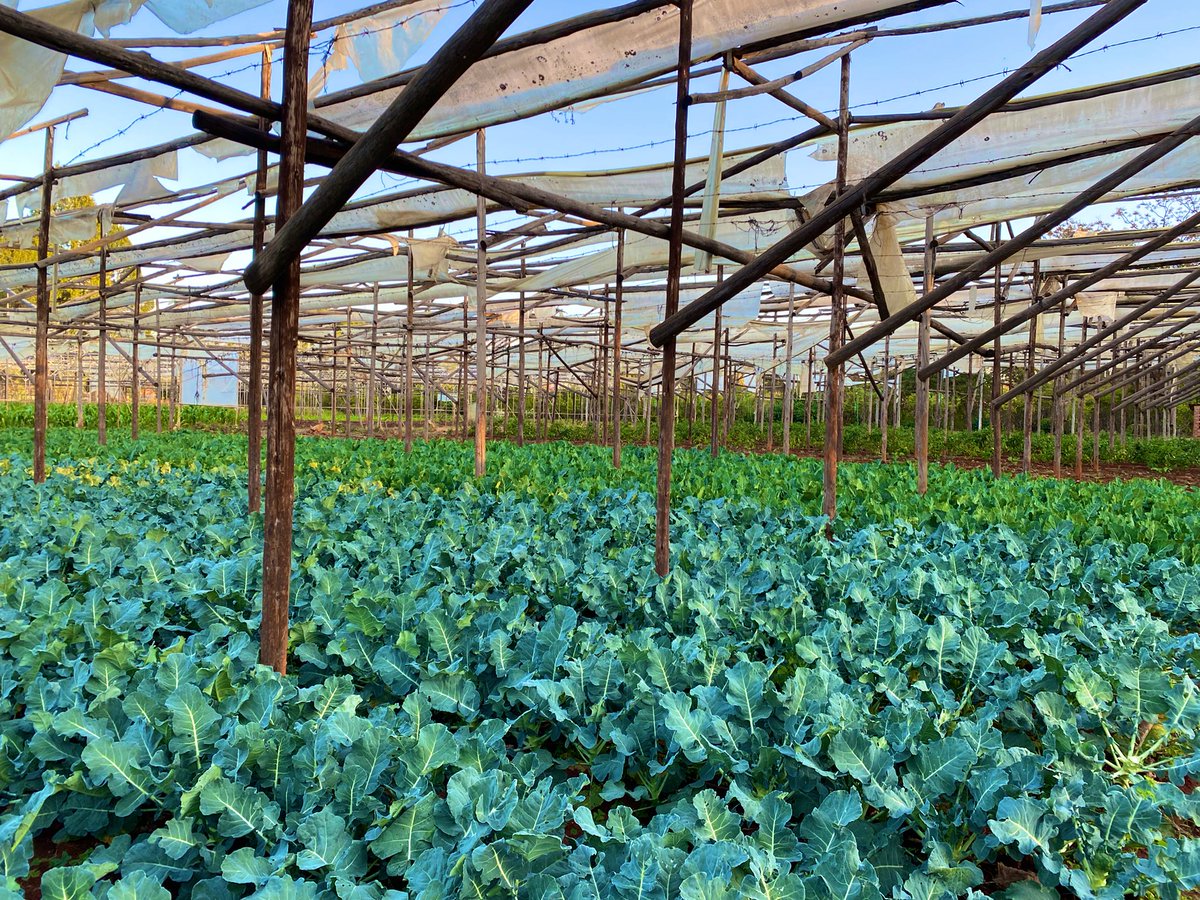 K on Twitter "Fresh Farm Dump 3"