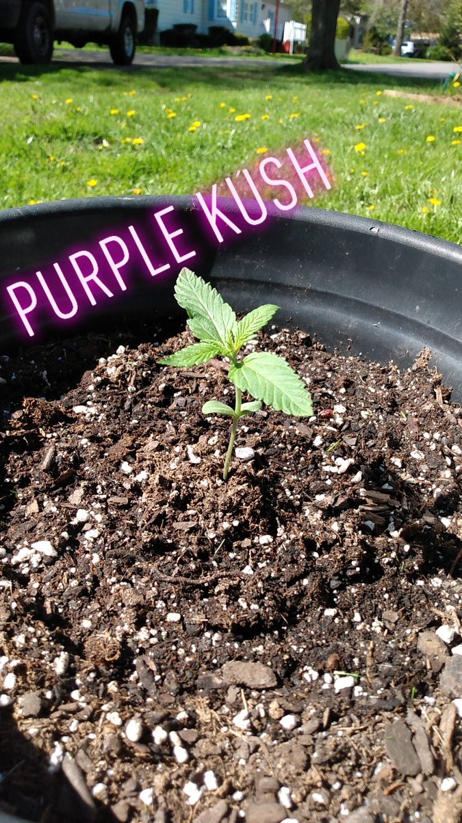 What y'all growing this year? I'm growing 6 different strains outdoors 💪 #Mmemberville #gardening #CannabisCommunity #growingbelushi #Flowers #GardenersWorld #Homegrown #Medical #marijauna #kush #Purple #SaturdayVibes #sunshine #foxfarm #outdoors #LetsGo #nature #cannabis #weed