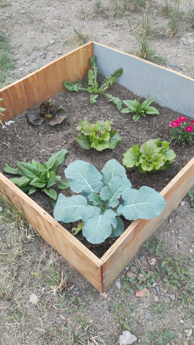 YamelAses's tweet photo. Poco a poco el trabajo de las y los vecinos del Batalla del Pilar va dando su fruto 🌱🥬
#AmbienteGC #GCSustentable https://t.co/qUbcTv1JRS