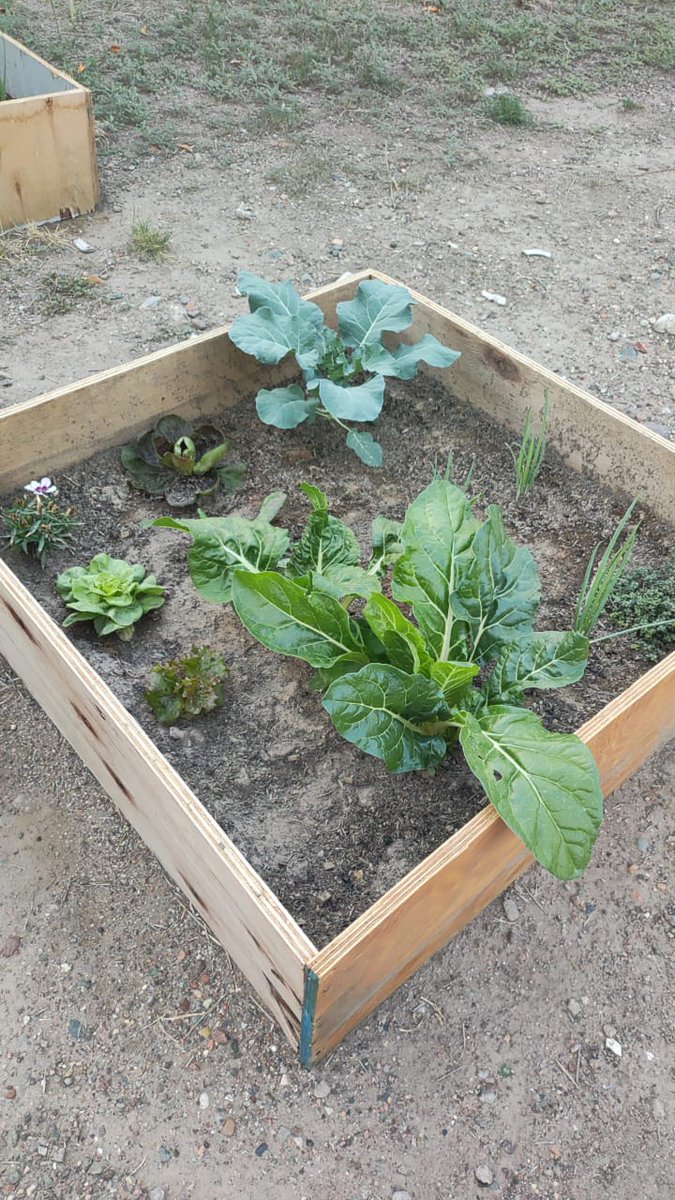 YamelAses's tweet photo. Poco a poco el trabajo de las y los vecinos del Batalla del Pilar va dando su fruto 🌱🥬
#AmbienteGC #GCSustentable https://t.co/qUbcTv1JRS