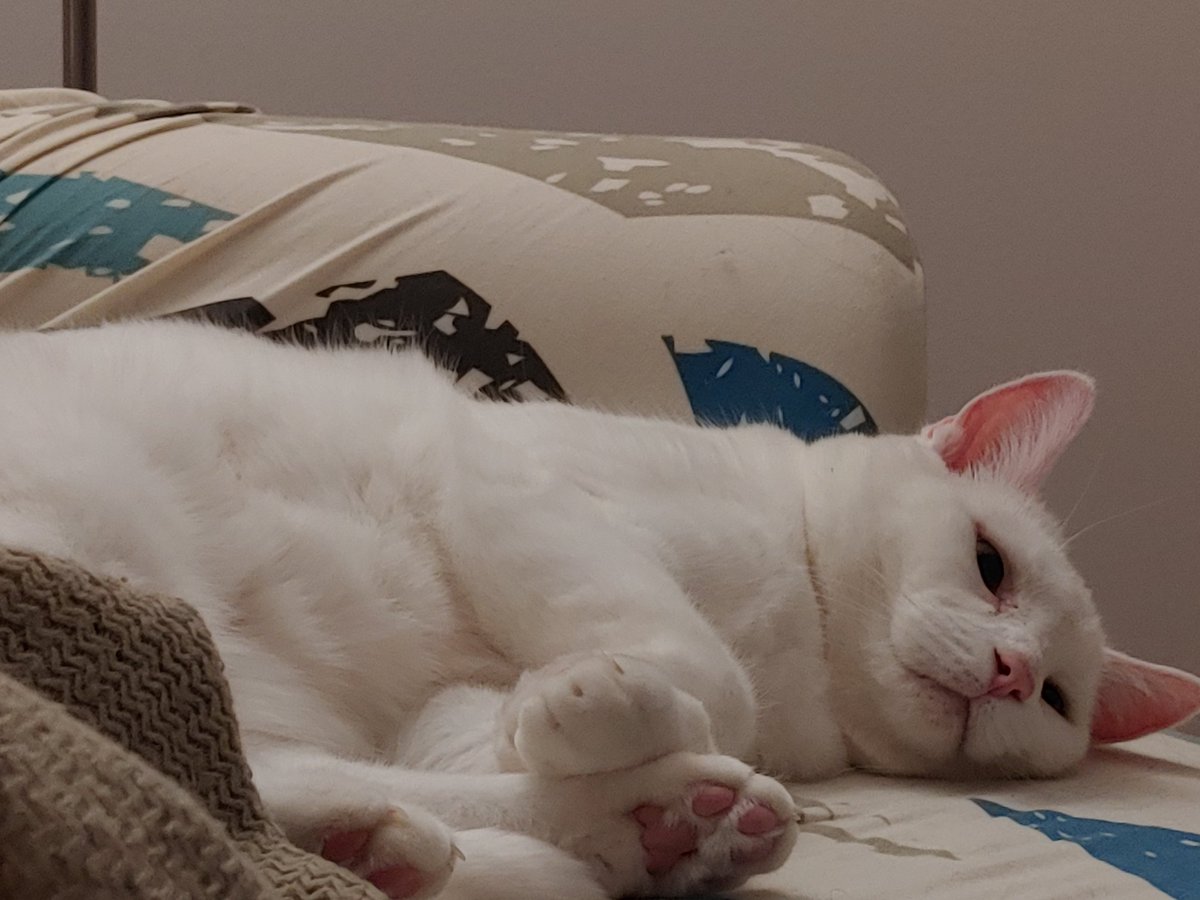 b4beth's tweet photo. Caturday is here.
#pinktoebeans https://t.co/ehLHom4oHw