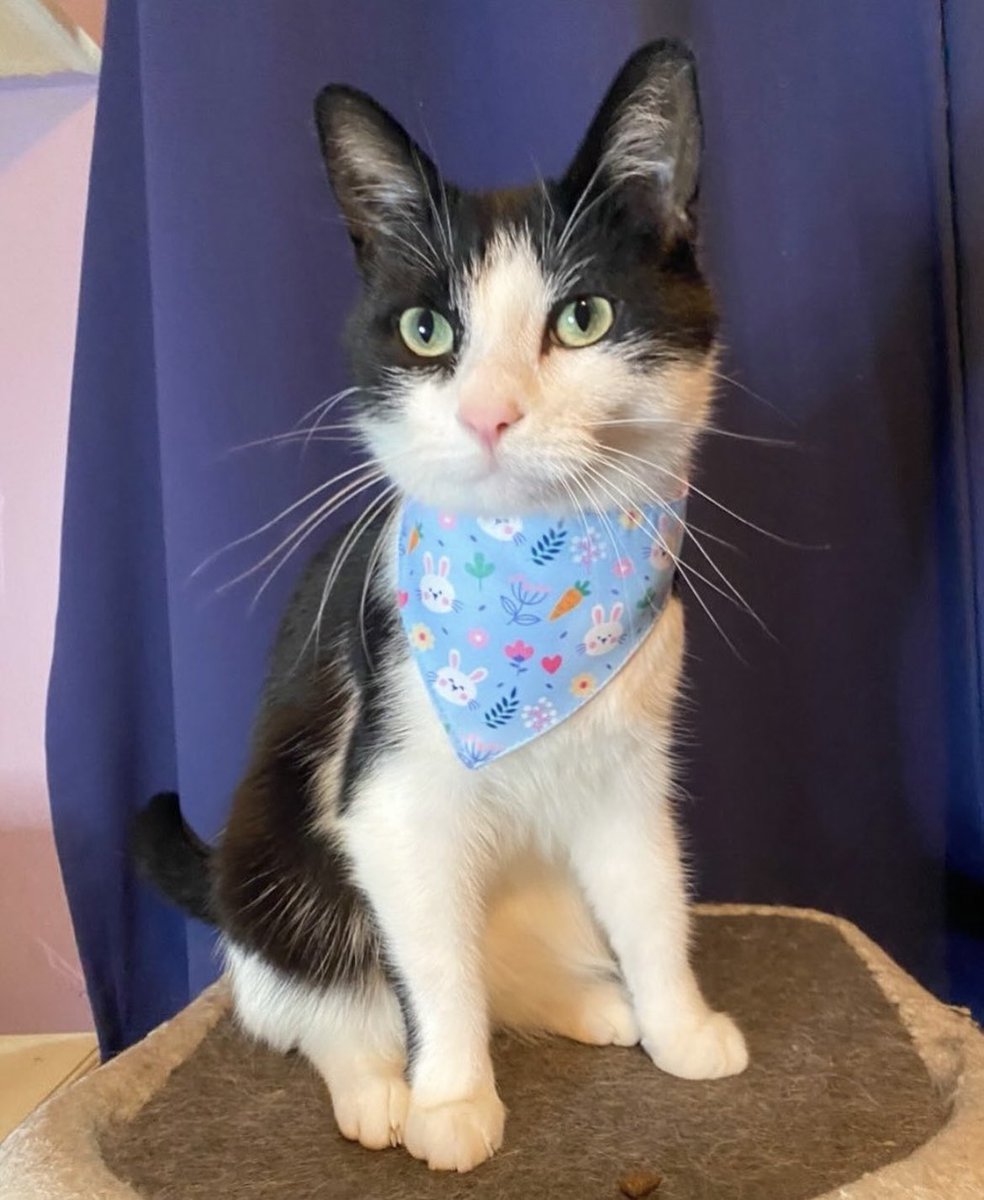 arisclosetco's tweet photo. Happy Caturday!🐱🐱🐱

Bandana from Ari’s Closet. Link in bio!

#catmom #catoftwitter #cutecat https://t.co/6L4vhYCHzF