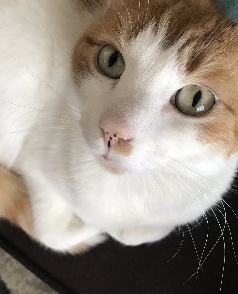 JacksonCallme's tweet photo. You don’t even ‘ Like’ or ‘’Retweet’ me why should I follow you? #noncat #bots #Caturday ##dropeverythingnow https://t.co/tUiB2NZX1J