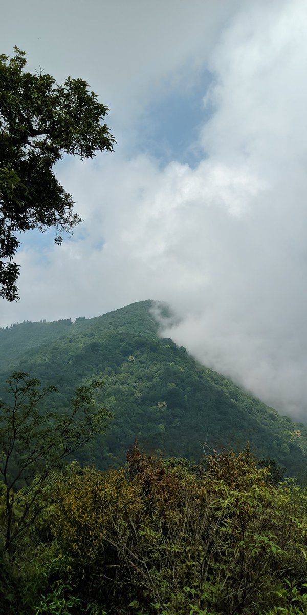 Auga_11's tweet image. Beauty in the struggling

#Denseforest
#Hike
#Nepal
#India
#Greenery
#Peace
#Moderate