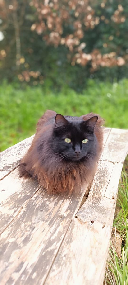 Power123456M's tweet photo. @Baddiel The really King Charlie on his thrown . 👑🐱 https://t.co/URTZ50jqE0