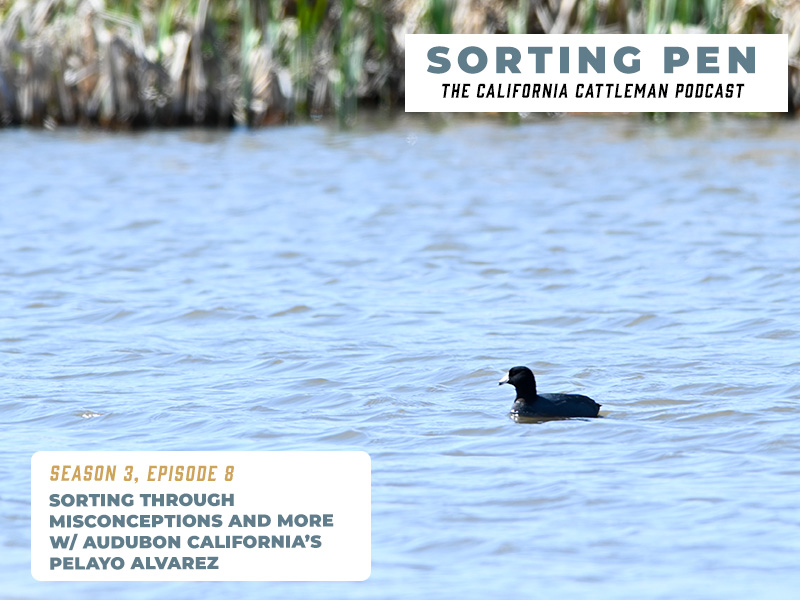 calcattlemen's tweet photo. Catch up on the latest two episodes of #SortingPen.
"Sorting through misconceptions and more w/ Audubon California’s Pelayo Alvarez" & "Sorting through the bee business with two California beekeepers and WSR Insurance agent Stephanie Myers" are out now. https://t.co/ySkMQrcOdT. https://t.co/J3pkpqyHB3