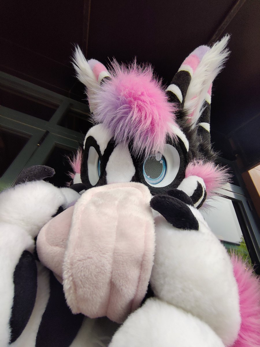 Netflixandniki's tweet photo. A woosk woosking @FursNottingham #nottsfurs https://t.co/KQWGPXvkYM