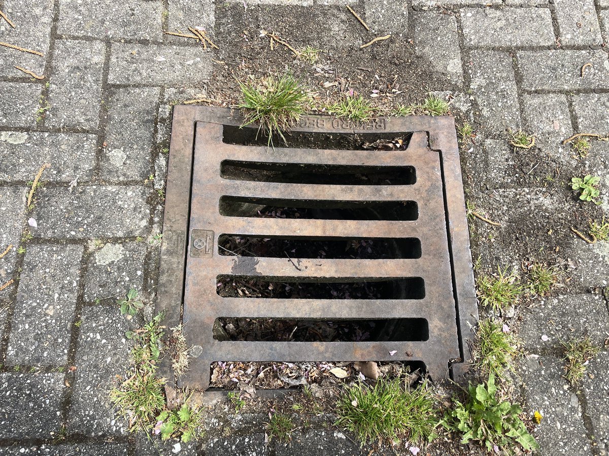 uerauerauer's tweet photo. Heute diesen flatterich aus nem gulli befreit https://t.co/eS8epk99ah