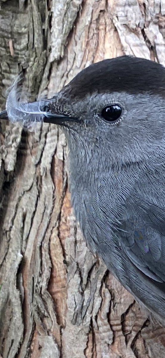 DineandDish's tweet photo. We have an injured bird in our yard this morning. Look at its beautiful eye lashes. https://t.co/c047YJfSlG
