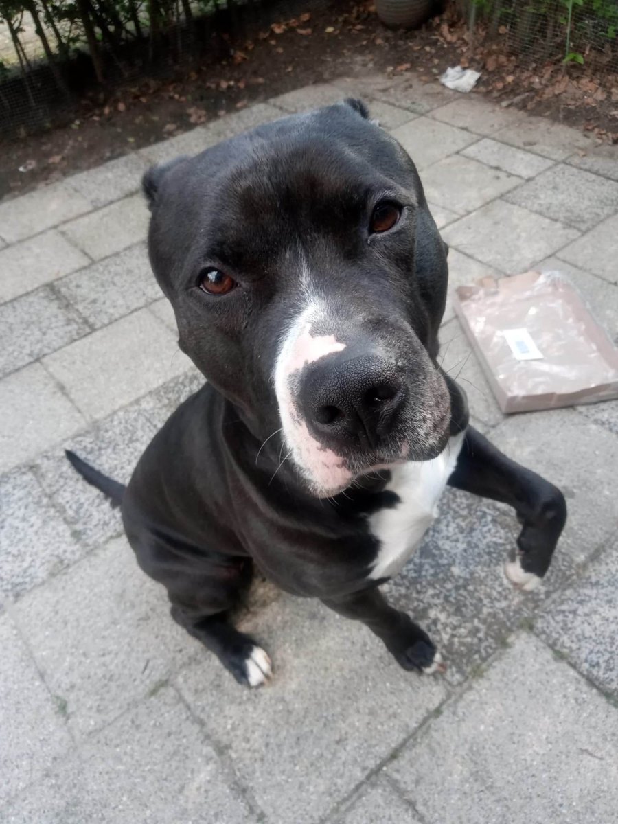 Nieuwe aanmelding: Hulk
Geslacht: Reu
Leeftijd: 2 jaar
Locatie: Spijkenisse, Zuid-Holland (NL)

Link: herplaatsing-huisdieren.nl/huisdier_bekij…