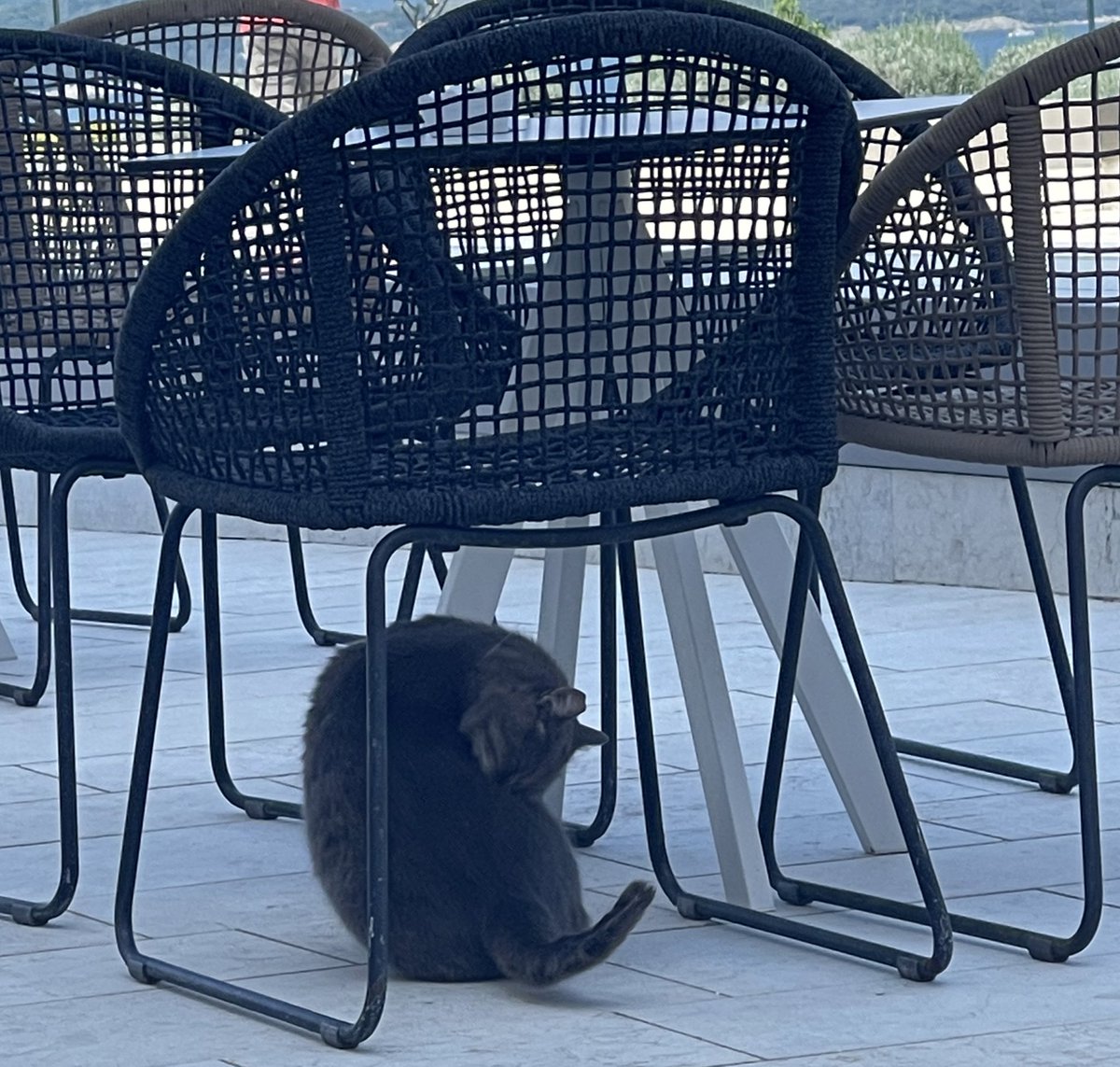 janetlauyeung's tweet image. Finally had the pleasure of 👀ing one of the famous conference 🐱s on the last day of #EACL2023 🐈‍⬛ 

It was such a wonderful experience, and the mission to catch up with old friends and make new friends has been successfully accomplished 🕺🏻

See y’all in Toronto #ACL2023 🤗