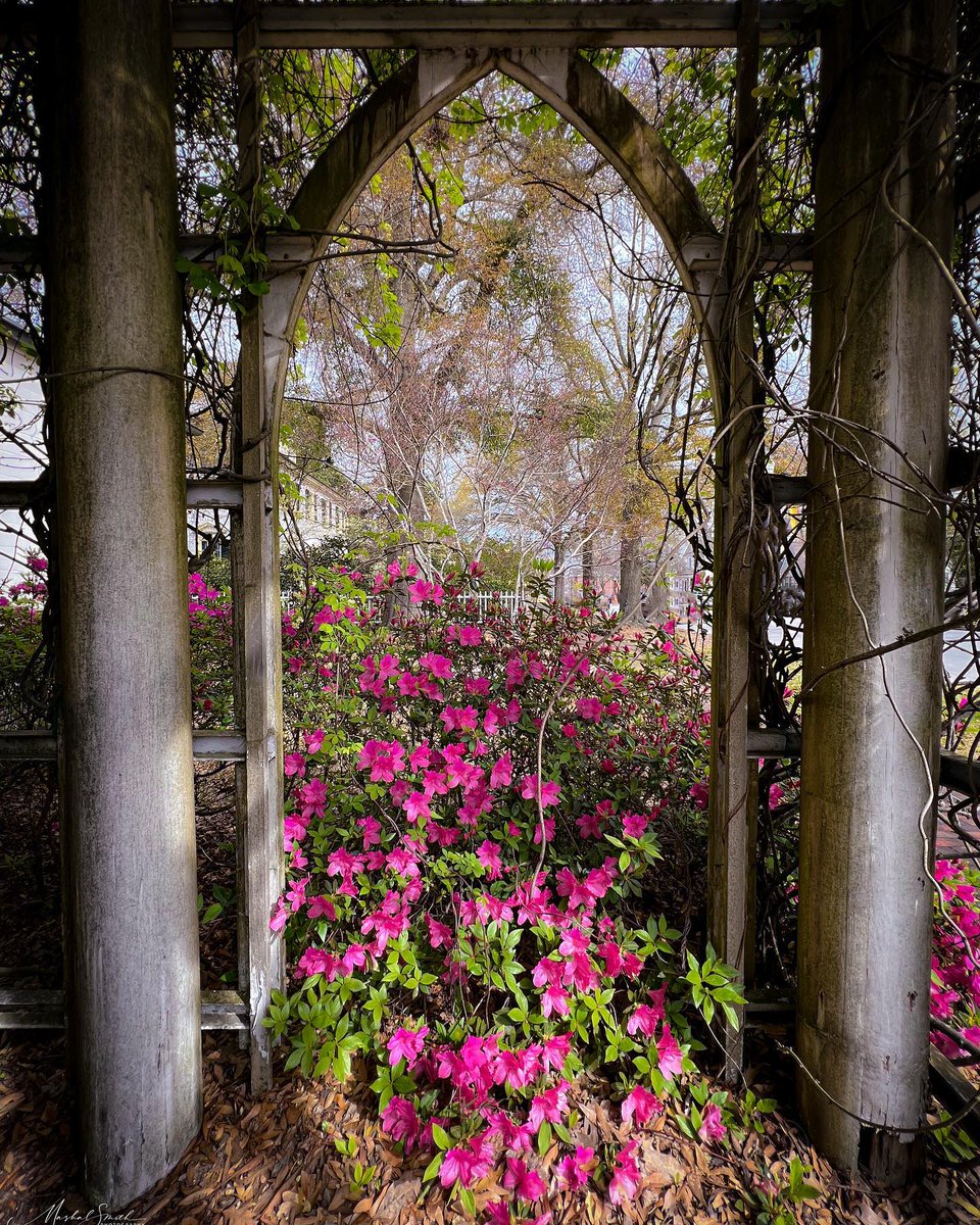 VisitNewBern's tweet photo. Enjoying the beauty of the garden path on a warm spring day. #tryonpalace #garden #flowers ๐ธMashal Smith Photography https://t.co/8dUHOv0Jh8