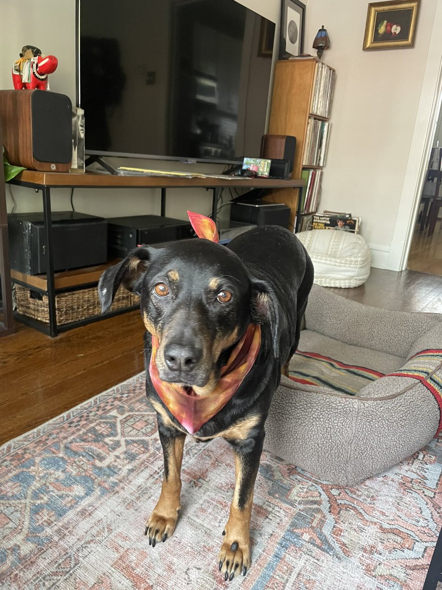 davidmackhello's tweet image. much like David Berkowitz, my dog is ALWAYS telling me what to do!!

but Loofa only commands me to do nice things!! Like order her an incredible DOGGERCHIEF from @julieklausner!!!! Thank you Julie!❤️❤️❤️