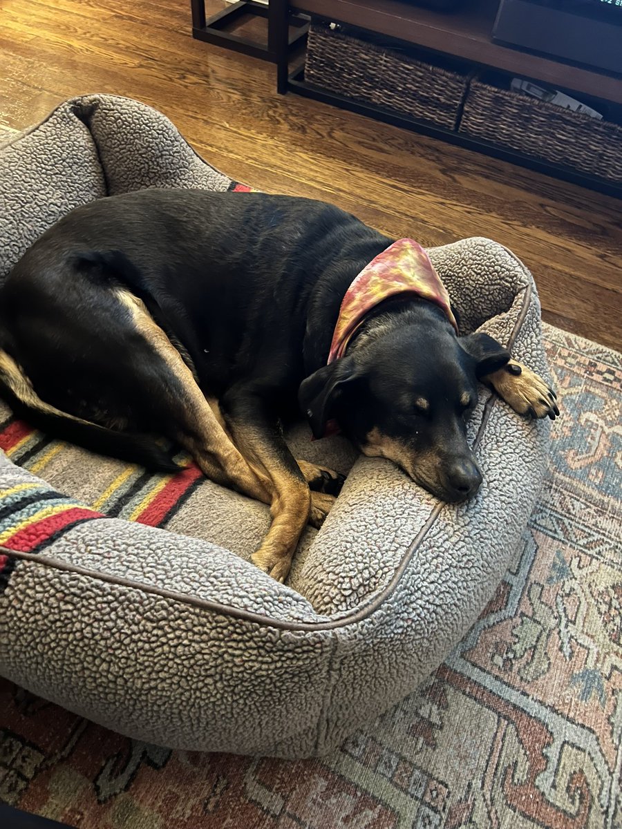 davidmackhello's tweet image. much like David Berkowitz, my dog is ALWAYS telling me what to do!!

but Loofa only commands me to do nice things!! Like order her an incredible DOGGERCHIEF from @julieklausner!!!! Thank you Julie!❤️❤️❤️