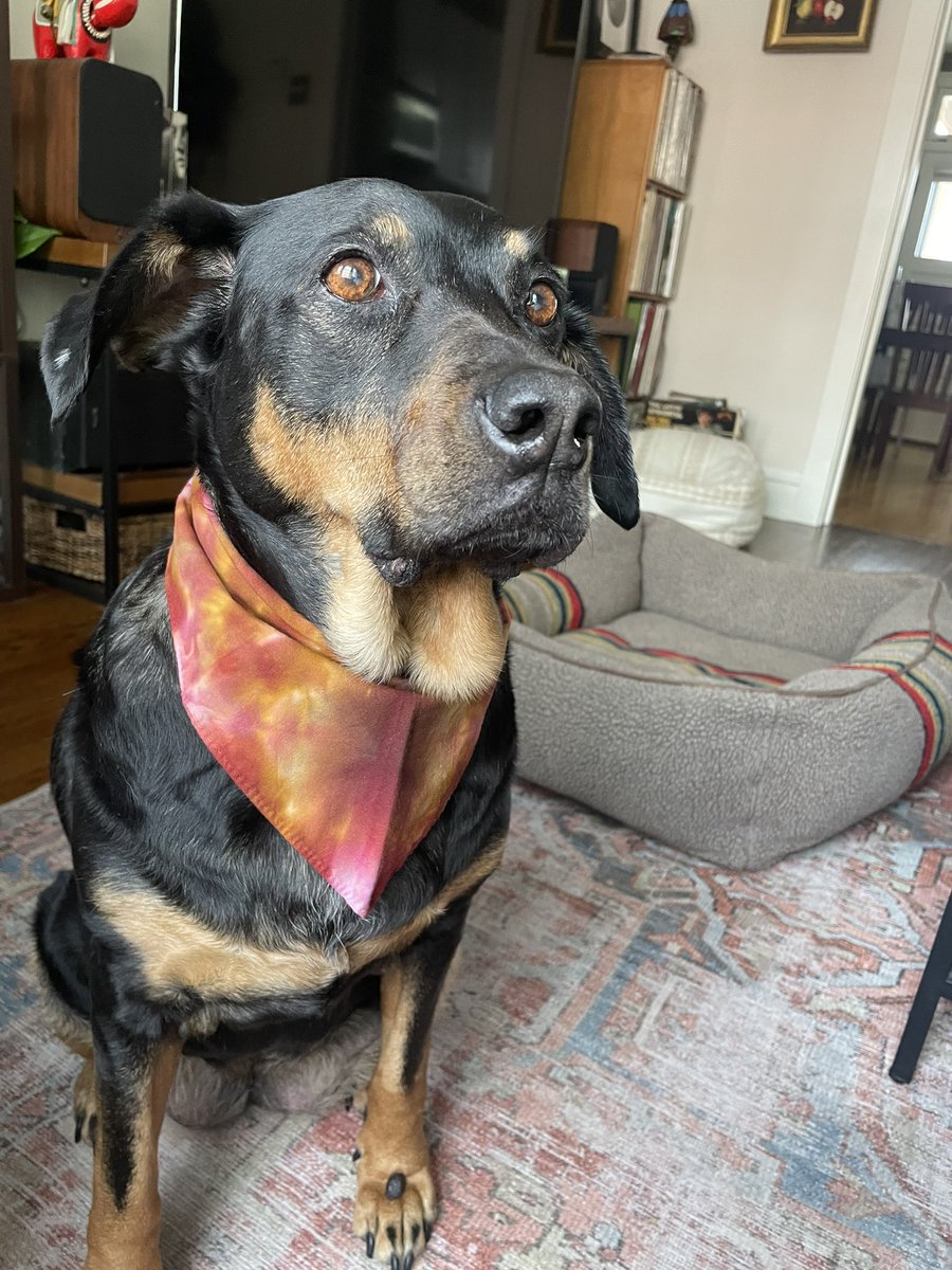 davidmackhello's tweet image. much like David Berkowitz, my dog is ALWAYS telling me what to do!!

but Loofa only commands me to do nice things!! Like order her an incredible DOGGERCHIEF from @julieklausner!!!! Thank you Julie!❤️❤️❤️