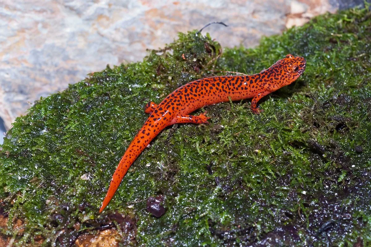 TNAquarium's tweet photo. What makes Southern Appalachia so salamander friendly? Known as the salamander capital of the world, the Great Smoky Mountains and surrounding areas have more salamander species than anywhere else on the planet. https://t.co/BHoirpmYc2 https://t.co/MiuJBkrqGq