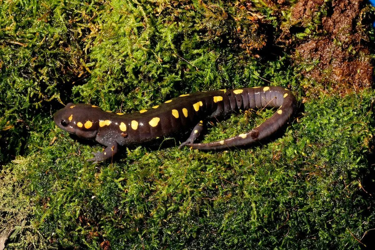 TNAquarium's tweet photo. What makes Southern Appalachia so salamander friendly? Known as the salamander capital of the world, the Great Smoky Mountains and surrounding areas have more salamander species than anywhere else on the planet. https://t.co/BHoirpmYc2 https://t.co/MiuJBkrqGq