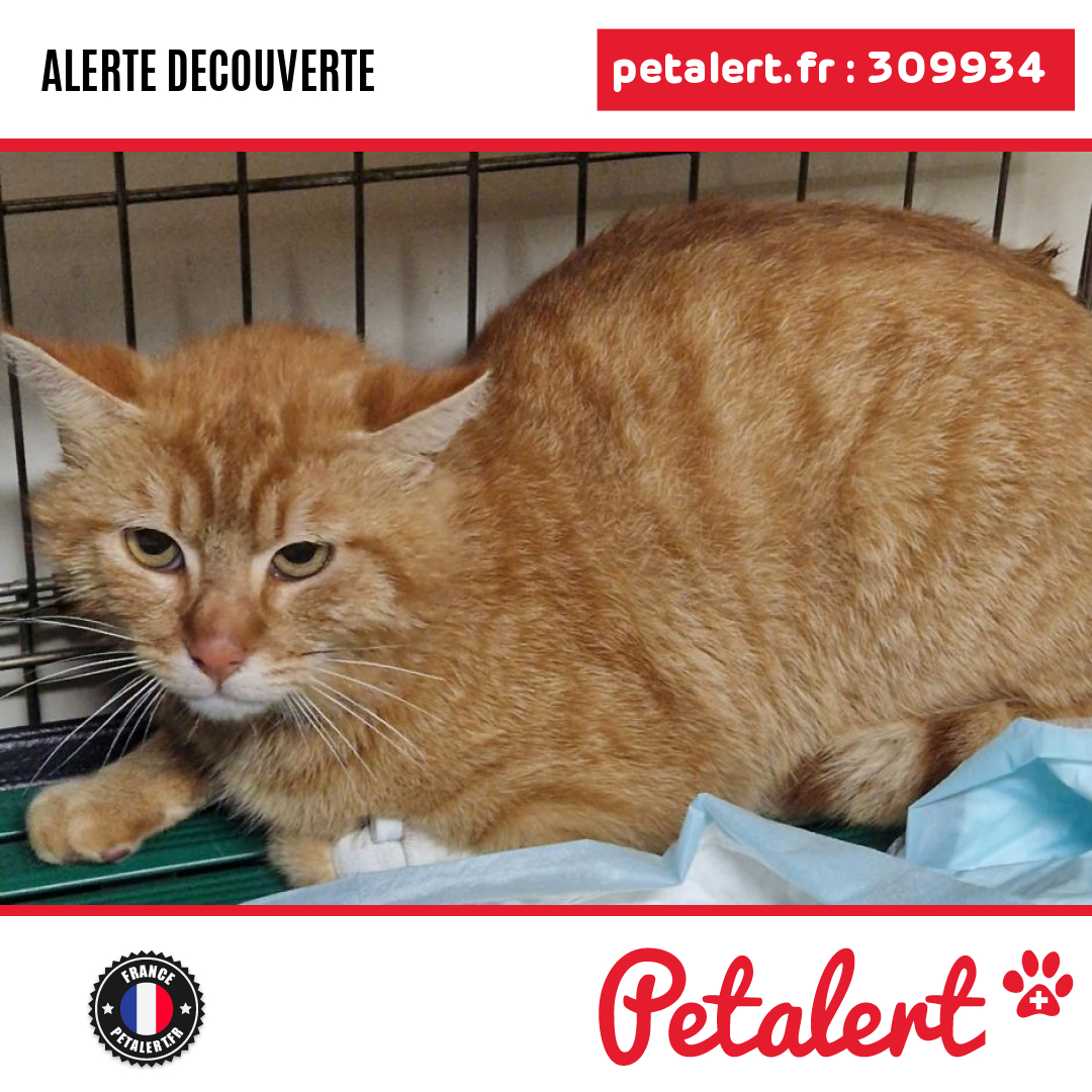 petalert_france's tweet photo. Trouvé #Chat #Allier #Lenax #Petalert #PetAlert03 / https://t.co/Qin1wvYbyD https://t.co/Tk8xeCQiDA