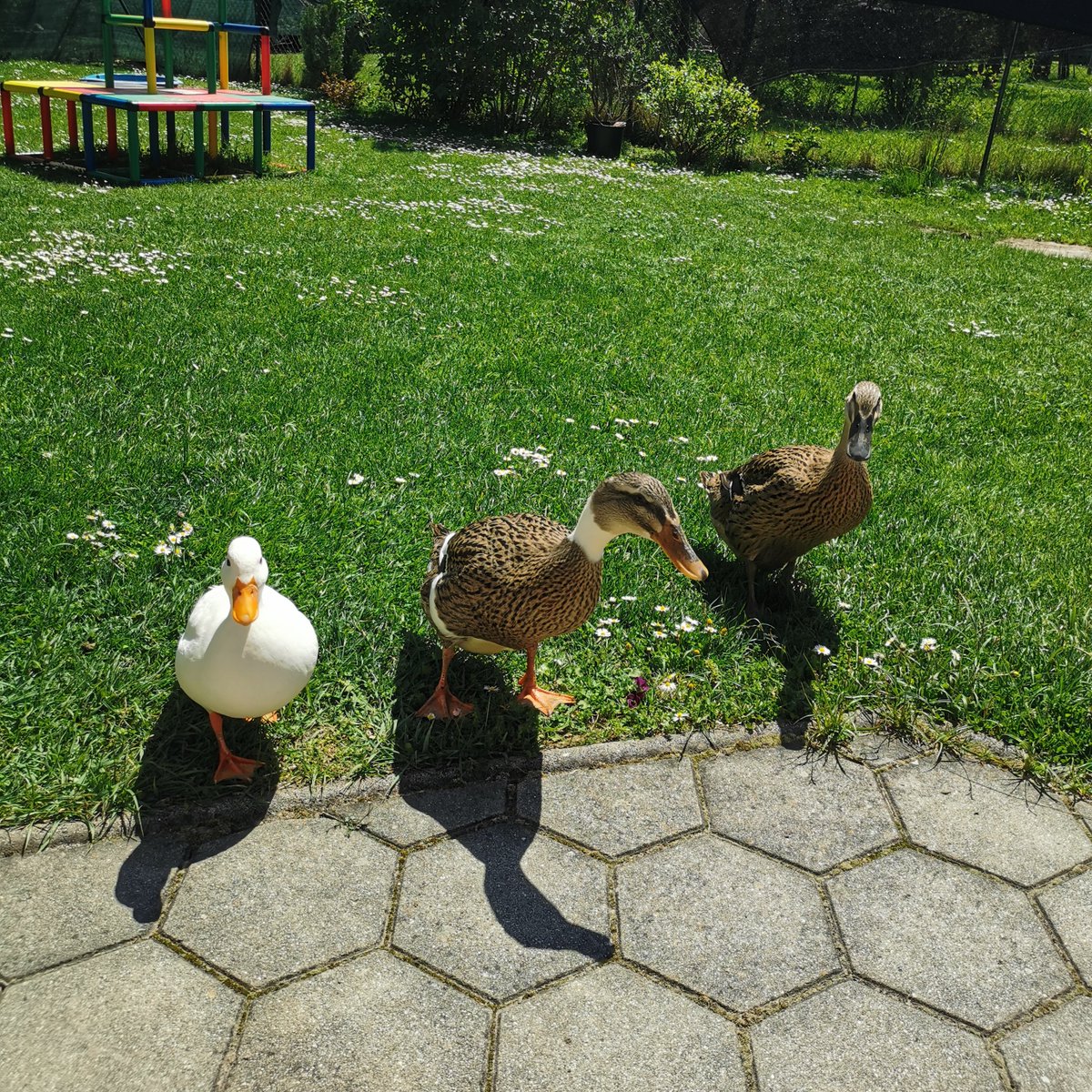 JutimaFamily's tweet photo. Entschuldigung, wir wollten mit dir über Sonnenblumenkerne sprechen

#Entencontent https://t.co/6wAAfA4bOF