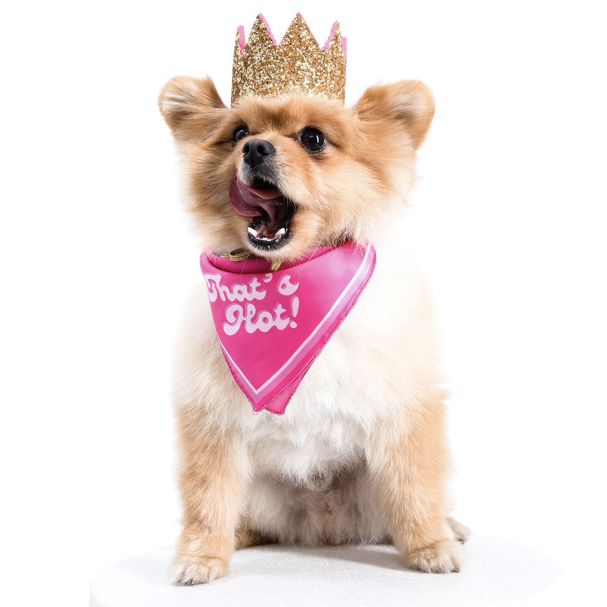 Moshiqaland's tweet photo. Breaking News: His majesty Canine King pawsitively steal the show on Coronation Day 👑 Bow-wow before his majesty 🤩
#thatshot @parishilton @hiltonpets #coronation #coronationday #kingcharles #royals #petfashion #catfashion #dogfashion #petaccessories #dogcrown #catcrown https://t.co/N1wz5bfdNb