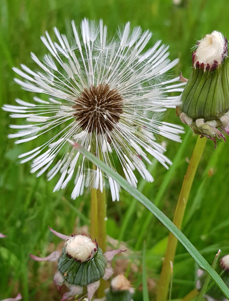 A very wet day today, so after watching the Coronation, we did a #2minutelitterpick on our afternoon walk.  Spotted the little egret fishing in the swale too. 😊 #DogsofTwittter @LitterReporting #lovewhereyoulive #adoptastreet @plastic_busters