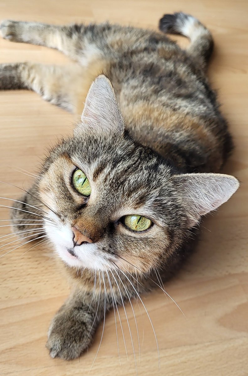 def1artsy's tweet photo. can't believe i'm typing this but
rip my sweet angel 🤍🕊 
thank you for spending 14 years with me https://t.co/C93GmwiKxi