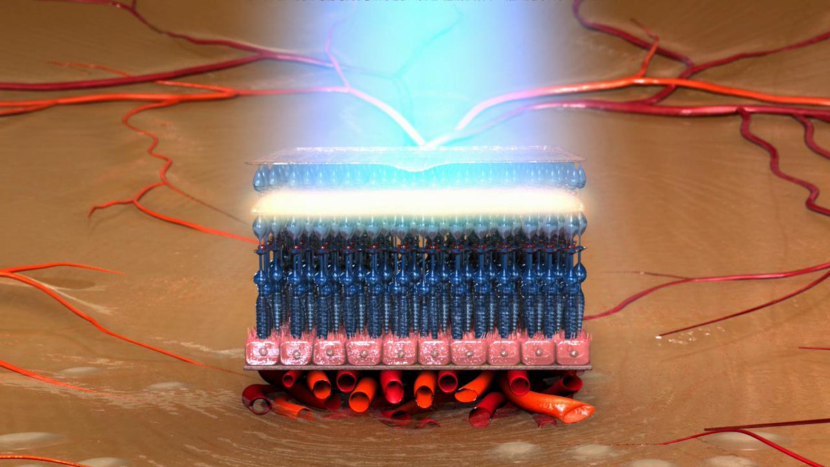 ow.ly/ZpQZ104G61s ow.ly/GWPg104G6gK AMD patients should be careful of ‘depression’ - KBR