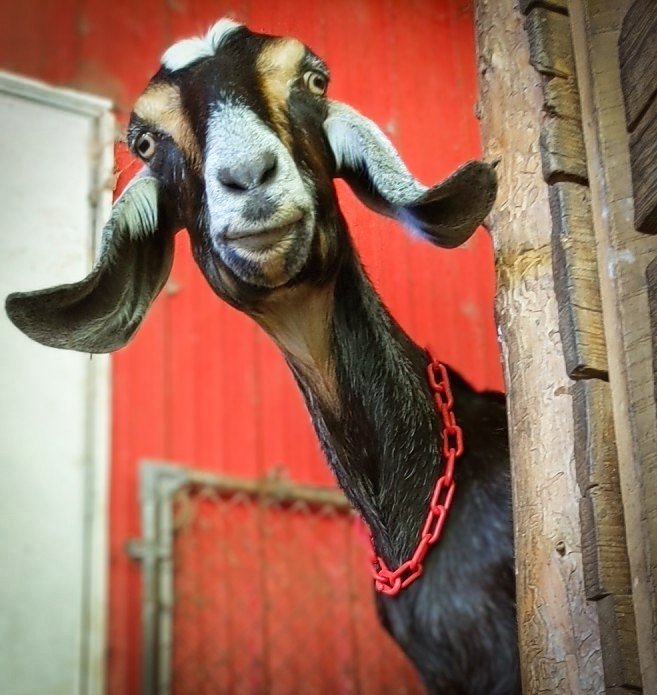 Ellis Goodwyn 🐐 on Twitter "The Nubian breed of goats are known for 3