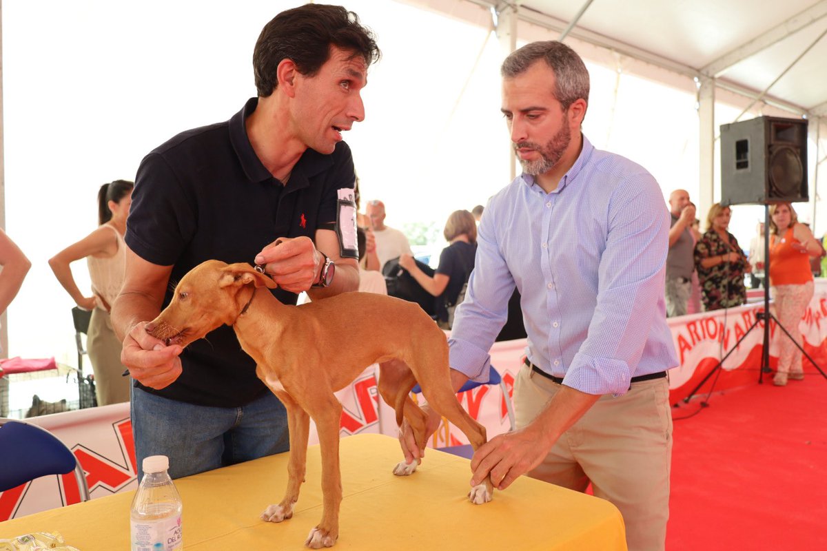 FeriadelPerro's tweet photo. 30ª #FeriadelPerro 🐕🐩 de #Archidona. 

👉🏼 Sigue la actividad en la Zona de Exposición de este sábado en la trigésima edición del evento.

📲 https://t.co/BxkATcOTg7 https://t.co/DVaAzZ8rnI