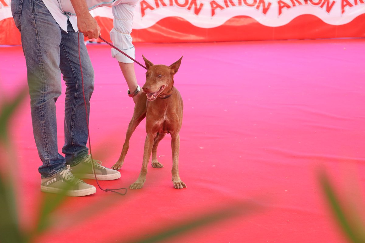 FeriadelPerro's tweet photo. 30ª #FeriadelPerro 🐕🐩 de #Archidona. 

👉🏼 Sigue la actividad en la Zona de Exposición de este sábado en la trigésima edición del evento.

📲 https://t.co/BxkATcOTg7 https://t.co/DVaAzZ8rnI
