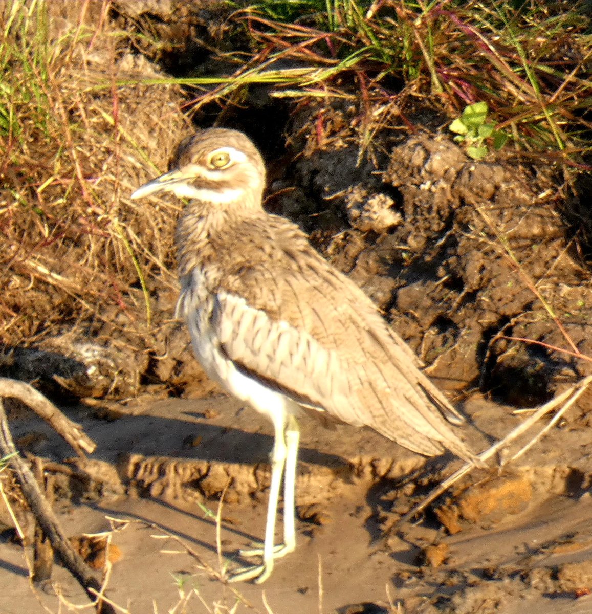 kumikokomatsuba's tweet photo. #waterthickknee #thickknee #waterdikkop #ミズベイシチドリ #イシチドリ #チドリ #birding #birdinginafrica #birdwatching #wildbirds #birdlover #livingsotone #Zambezi #zambeziriver #Zambia #africa #バーディング #バードウォッチング #鳥好き #ザンベジ #ザンベジ川 #ザンビア #アフリカ https://t.co/fIve77ybSn