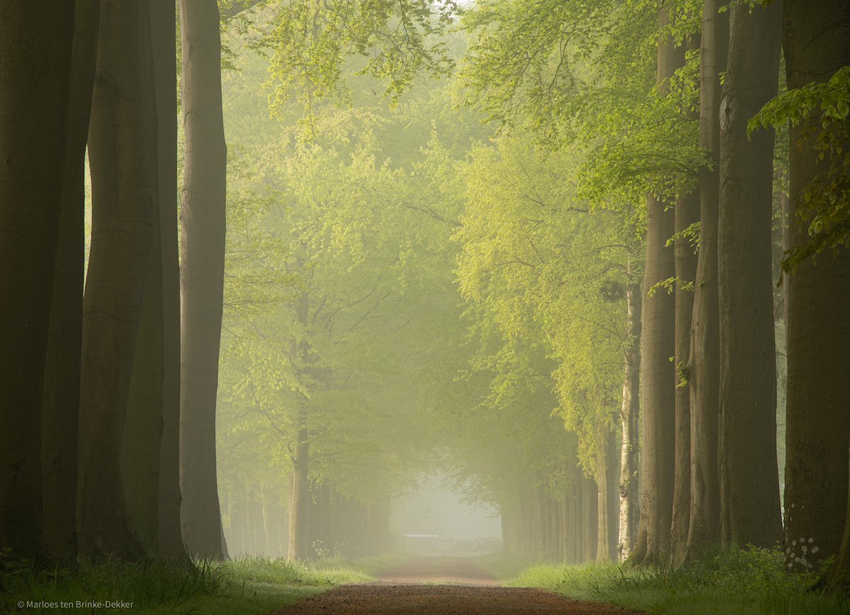 Mooie mistige ochtend vanmorgen #canonnederland #canonphotography #NaturePhotography #trees