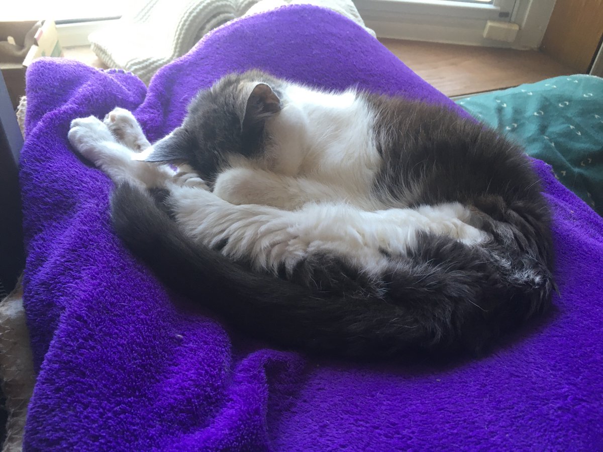 ✔️Breakfast (5:00am)
✔️2d Breakfast (8:00am)
✔️Early Morning Nap
✔️11’sees
✔️Sunning myself at the door
✔️Midday snack
✔️Noon Nap 💤 

Happy #Caturday Everyone!  #CatsOfTwitter