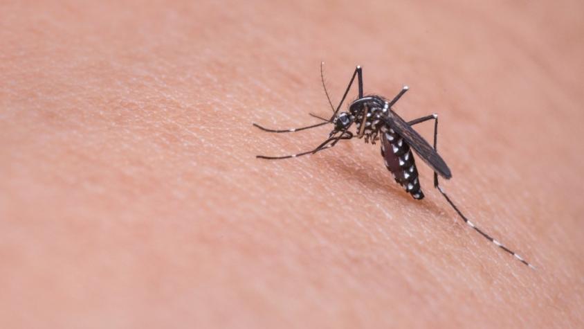 AntofagastaTV's tweet photo. Alerta Sanitaria por presencia de mosquito que trasmite el dengue #Antofagasta https://t.co/DNn6pQQBPL https://t.co/cuXCX4Ipt9