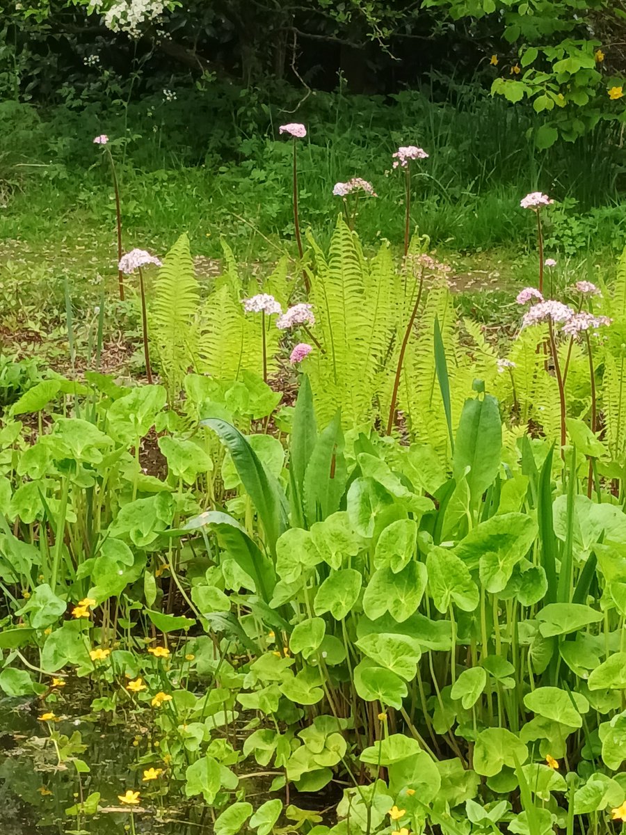 Wonderful visit to Stillingfleet Lodge today to see their beautifully and sympathetically crafted series of garden spaces full of interesting plants. Sustainable and wildlife-friendly gardening at its best. Well worth a visit any time of the year! 

@SLgardens @yorkmuseumstrust