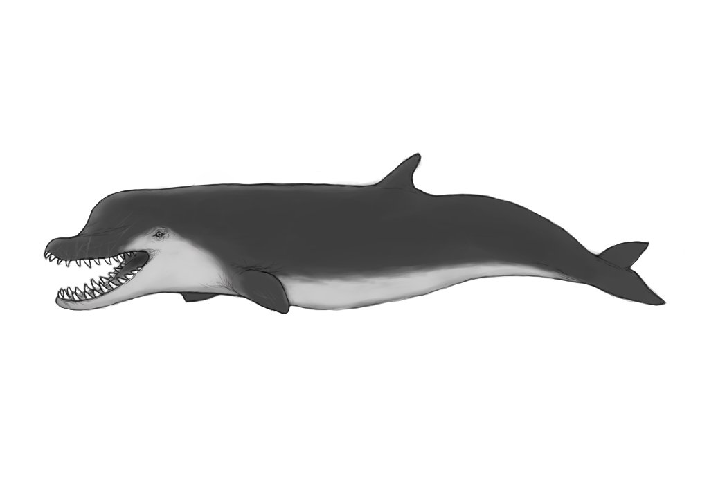 I decided to do a little sketch of Acrophyseter deinodon for #AncientWhaleWeek
