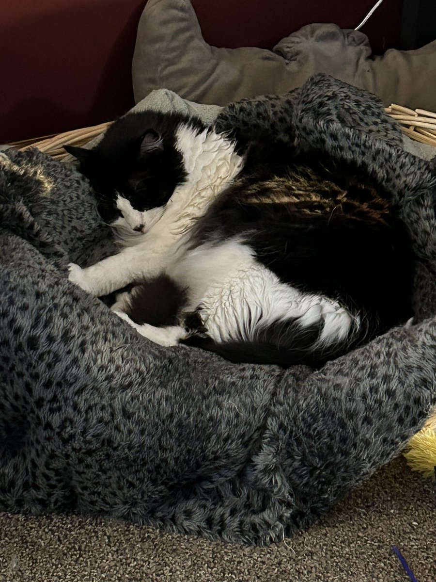 RyClayson's tweet photo. Elwood is home after another successful walk. For his trouble, he earned a new catnip toy, a bunch of treats, and a much deserved nap. #WalkforAnimals #WalkStar https://t.co/VRITbvEP3e