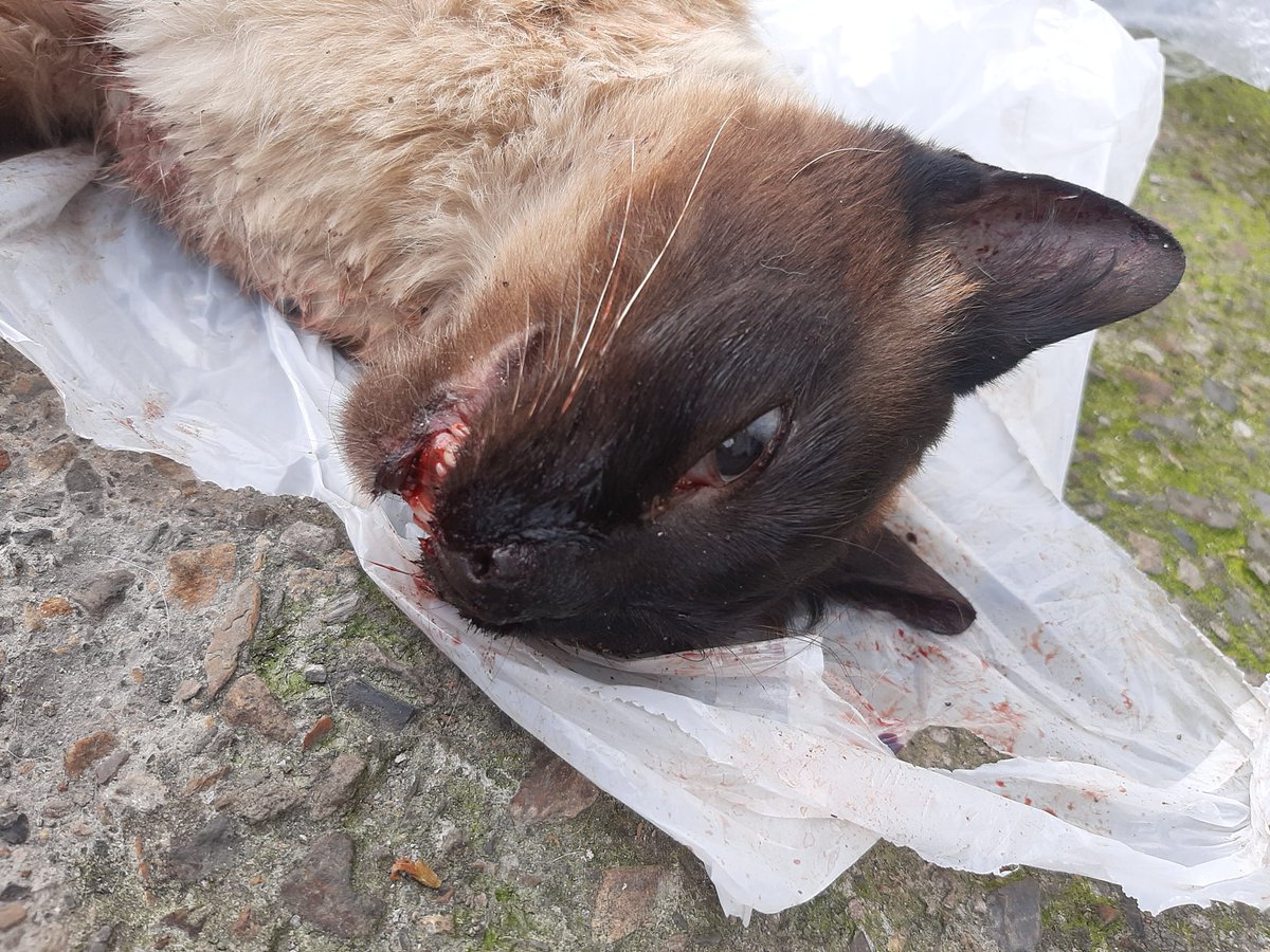 lila__015's tweet photo. Otro caso el día de hoy. Qué más tiene que suceder para que entendamos que detrás del asesinato de estos animalitos también hay un peligro para tod@s? La cifra de gatos asesinados va en aumento y hasta el momento no ha pasado nada @andreanimalidad @AnimalesBOG @FiscaliaCol https://t.co/gc7YbdeIi5