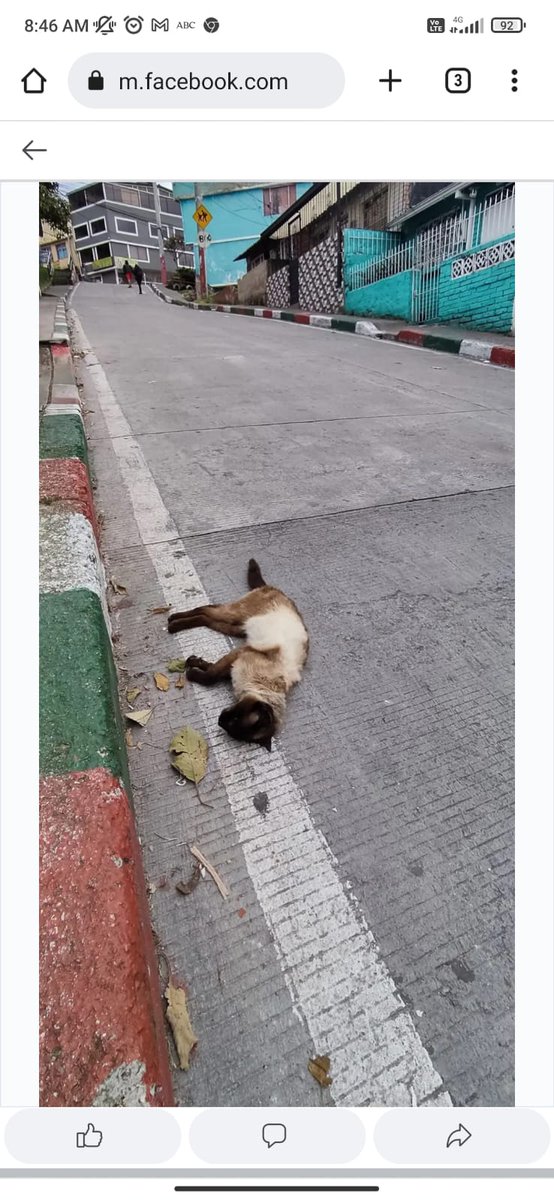 lila__015's tweet photo. Otro caso el día de hoy. Qué más tiene que suceder para que entendamos que detrás del asesinato de estos animalitos también hay un peligro para tod@s? La cifra de gatos asesinados va en aumento y hasta el momento no ha pasado nada @andreanimalidad @AnimalesBOG @FiscaliaCol https://t.co/gc7YbdeIi5