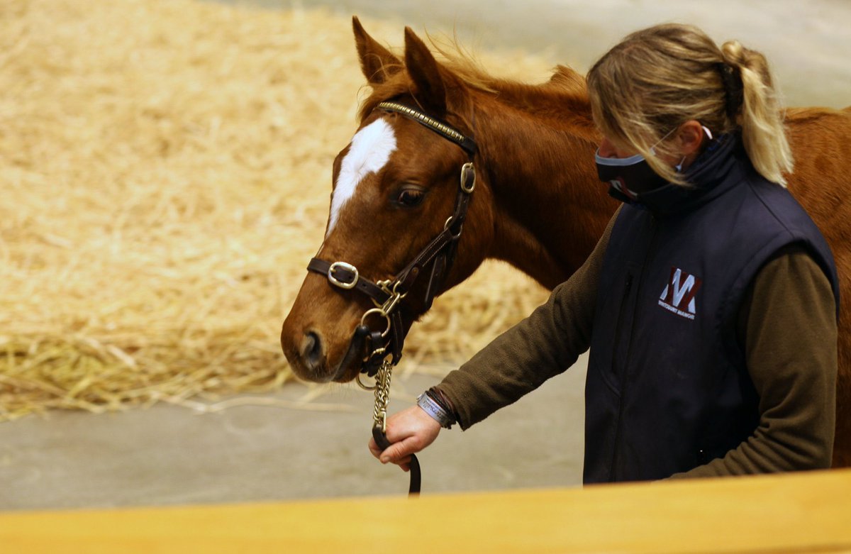 The whole team <a href="/WhitsburyManor/">Whitsbury Manor Stud</a> is extremely proud of CHALDEAN for winning the 2000 Guineas <a href="/NewmarketRace/">Newmarket Racecourse</a> today! 🏆

An incredible performance from a wonderful horse 👏👏

Congratulations to all connections 👏<a href="/JuddmonteFarms/">Juddmonte</a> <a href="/AndrewBalding2/">Andrew Balding</a> <a href="/FrankieDettori/">Frankie Dettori</a> 

#WMSBred #Chaldean