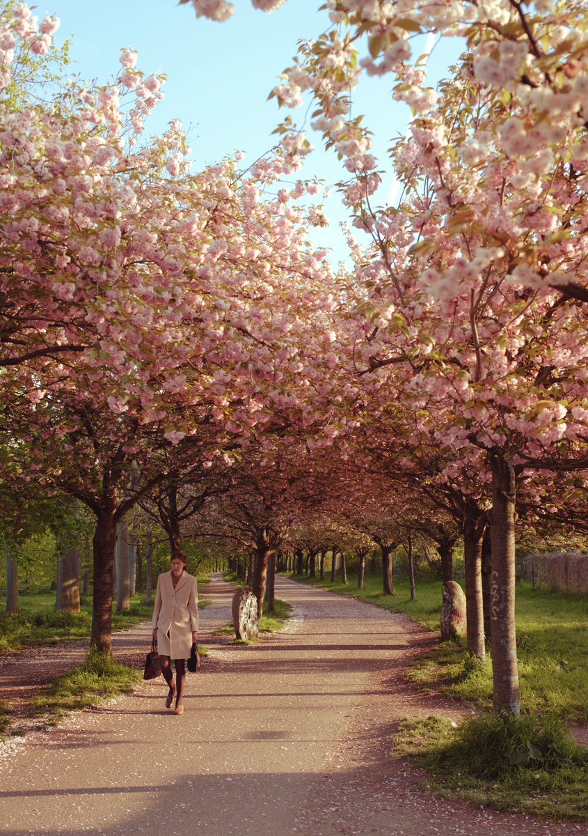hanontheroad's tweet photo. Spring has arrived Berlin! 🌸 https://t.co/0XSdz1t7gC