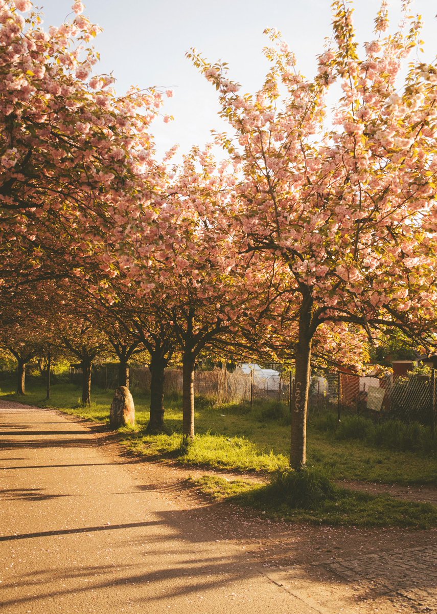 hanontheroad's tweet photo. Spring has arrived Berlin! 🌸 https://t.co/0XSdz1t7gC