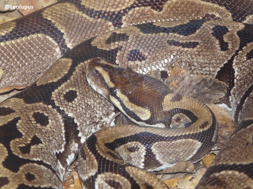 Leolupus's tweet photo. This #SnakySaturday, since it's the #Coronation, I present the royal python! Known as the ball python in the US, it's native to Africa and makes a great pet due to its docile nature. My favourite snake species!
#snakes #reptiles #animals #wildlife https://t.co/p4jjLQefRk