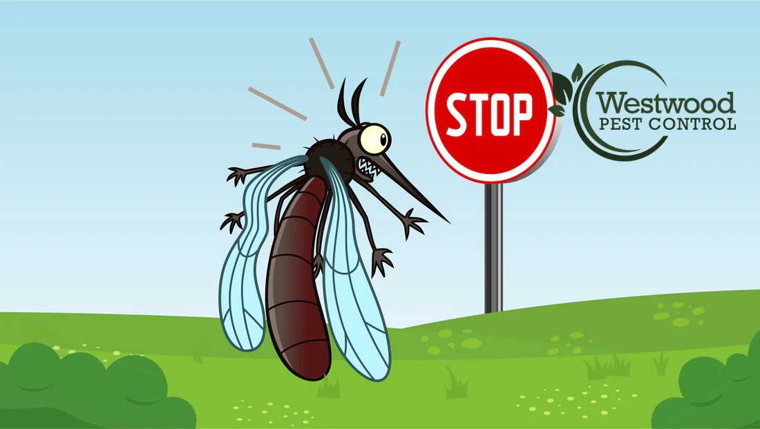 PestWestwood's tweet photo. Say goodbye to mosquitoes.
Pay as you go, NO lock-in! Local Family Owned and Operated. Free Estimates within 30 seconds.
Get your free quote @ https://t.co/Inm5D5P01j or call 781-910-4165.
#mosquitoproblems #mosquito #mosquitocontrol #mosquitocontrolservice #metroboston #boston https://t.co/zc5zAeEBQi