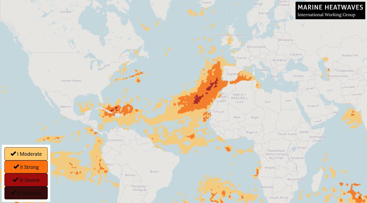 No nos estamos enterando porque vivimos en la atmósfera, pero en estos momentos está ocurriendo una #OlaDeCalor marina de categoría "Severa" al suroeste de la península ibérica.

Este fenómeno impacta negativamente al ecosistema marino de la zona. #Canarias
