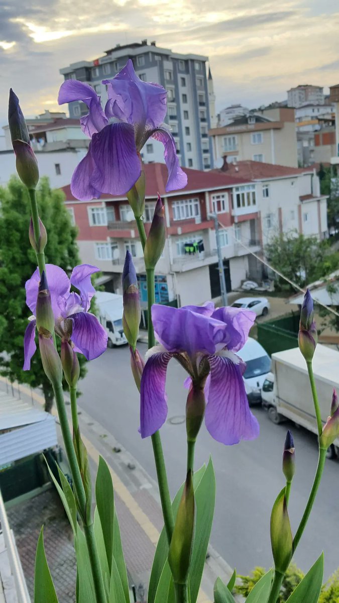 phytocentrist's tweet photo. #iris #susen #morzambak #botanik #botany
Eve geldim bir de ne göreyim?
İrislerim çiçek açmışlar.
Yılın en güzel ayının en güzel günü.
💜💜💜 https://t.co/S2ww9aV2r4