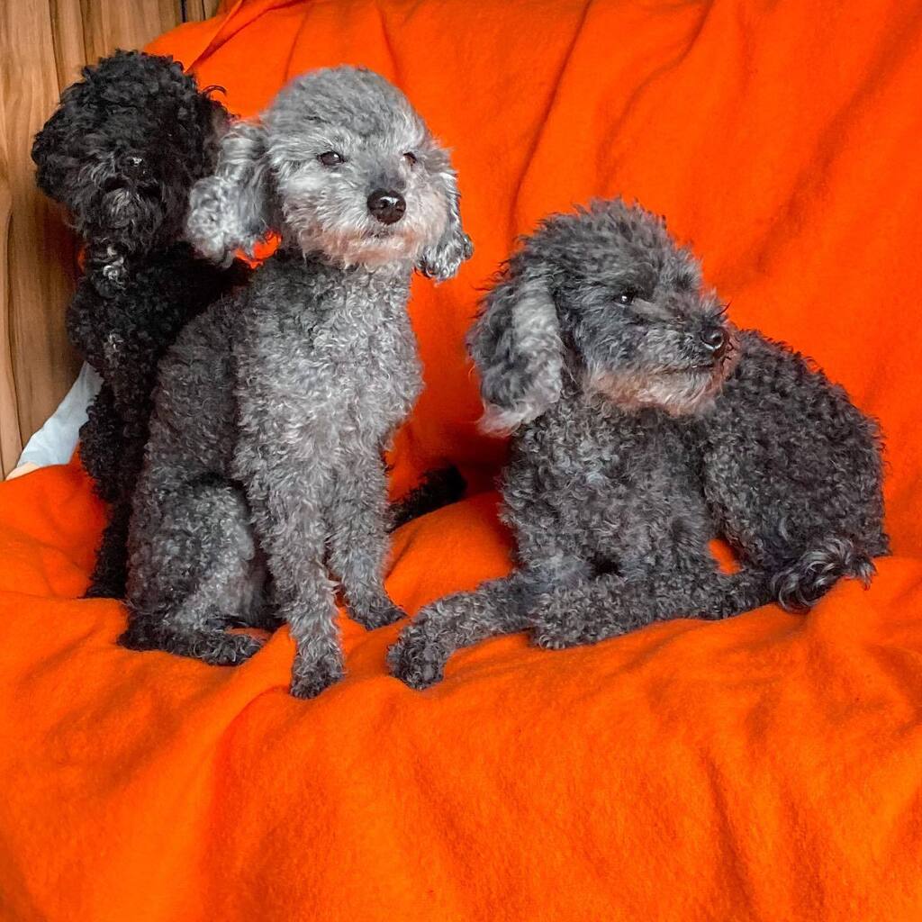 Three good boys on a camper van trip. I miss these days!

#poodle #poodlelove #poodlelove #poodlegram #poodlelife #poodletoy #poodlelover #nationaldog #nationaldogday🐶 #nationaldogsday #campervandog #campervandogs #vanlifedog #vanlifedogs #vanlifedog… instagr.am/p/Cr6EJ7AoVJF/