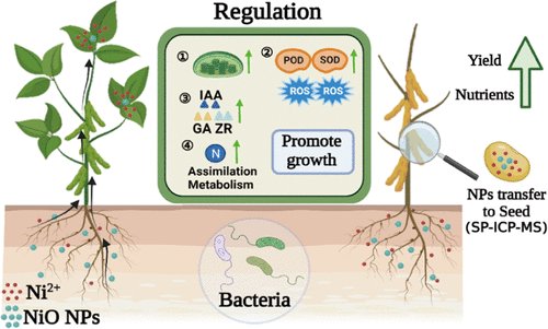 Muhammad Adeel (@adeelch969) on Twitter photo Exciting news for soybean farmers! Our team's latest research in <a href="/EnvSciTech/">Environmental Science & Technology Journals</a> has shown that applying nickel oxide nanoparticles to soil can significantly boost soybean yield by 39%. #nanotechnology #soybean #agriculture #sustainablefarming Exciting news for soybean farmers! Our team's latest research in <a href="/EnvSciTech/">Environmental Science & Technology Journals</a> has shown that applying nickel oxide nanoparticles to soil can significantly boost soybean yield by 39%. #nanotechnology #soybean #agriculture #sustainablefarming